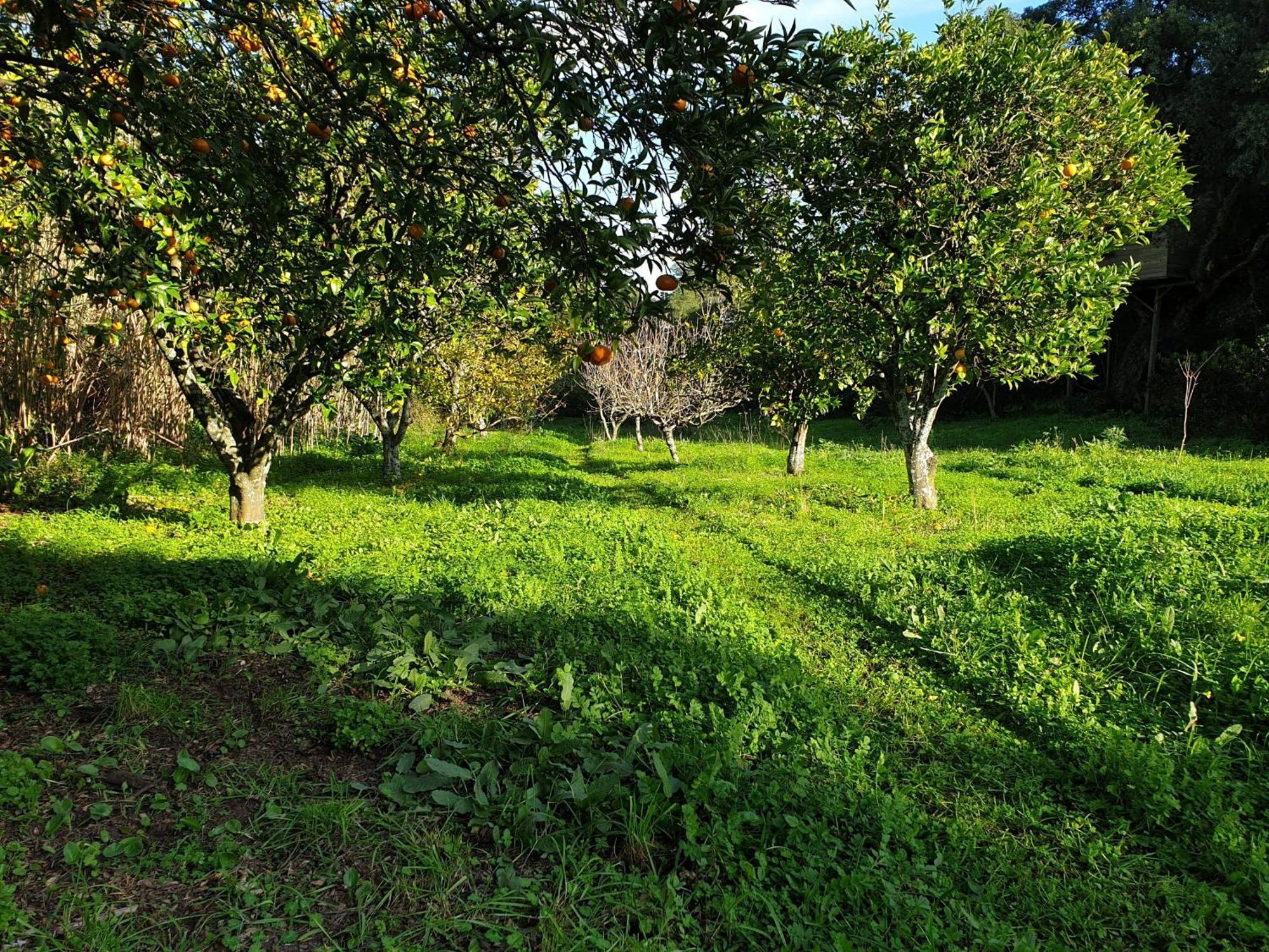 Quinta De Sao Pedro Villa Sobreda Ngoại thất bức ảnh